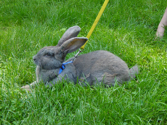 Bunny On Leash